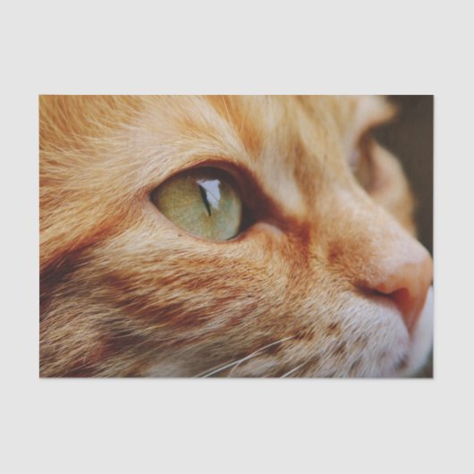 Bepaald gezichtsveld van een gemberkat tissuepapier (Voorkant)