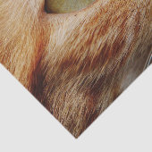 Bepaald gezichtsveld van een gemberkat tissuepapier (Detail)