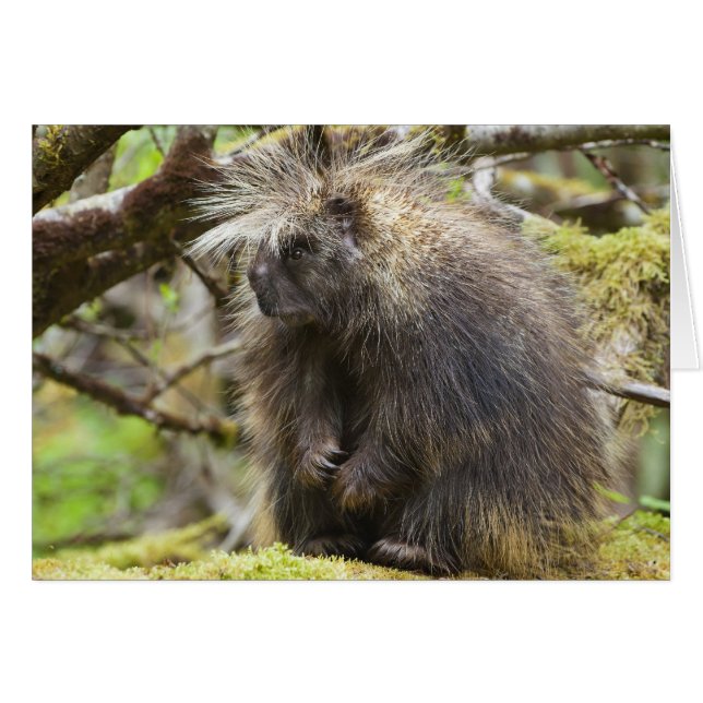 Bepaalde Porcupine (Voorkant Horizontaal)