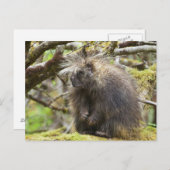 Bepaalde Porcupine Briefkaart (Voorkant / Achterkant)