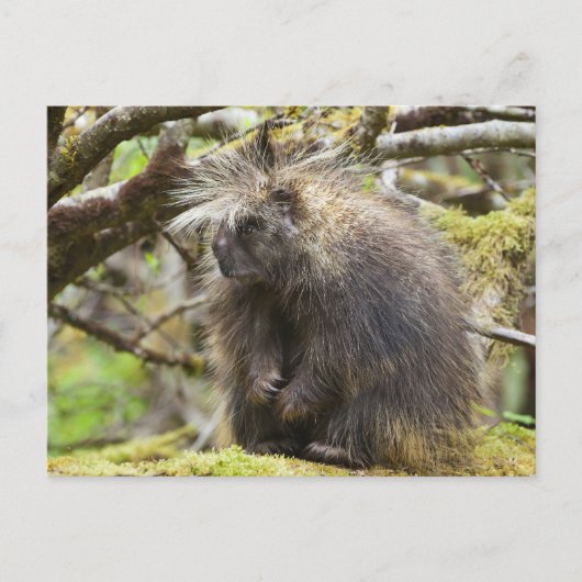 Bepaalde Porcupine Briefkaart (Voorkant)