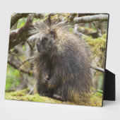 Bepaalde Porcupine Fotoplaat (Zijkant)