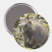 Bepaalde Porcupine Magneet (Voorkant / Achterkant)
