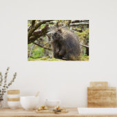 Bepaalde Porcupine Poster (Keuken)