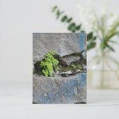 Bepaalde varen in Boulder Blue Graffiti Briefkaart (Staand voorkant)