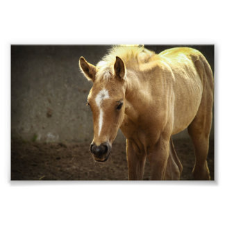 Berber Fohlen Foto Afdruk