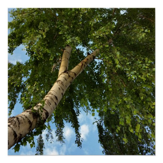 berch umbrella perfect poster (Voorkant)