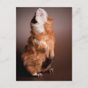 bereide cavia's, briefkaart