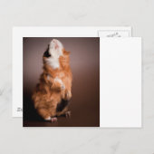 bereide cavia's, briefkaart (Voorkant / Achterkant)