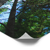 Bereik de hemelboom-foto poster (Hoek)