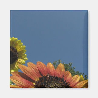 Bereik naar de hemel! magneet