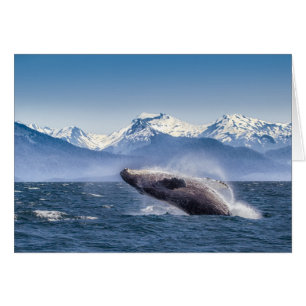 Bereikende hoefijzerwalvis in Alaska