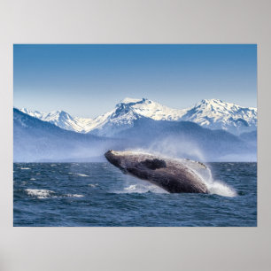 Bereikende hoefijzerwalvis in Alaska Poster