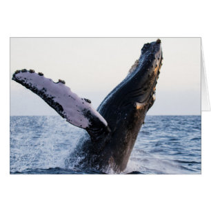 Bereikende walvis #1, blanco binnenin
