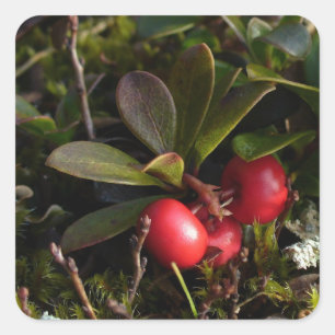 Berenbes, Arctostaphylus uva-ursi Vierkante Sticker