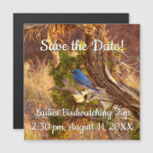 Berg Bluebird in Arches National Park (Voorkant / Achterkant)