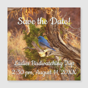 Berg Bluebird in Arches National Park