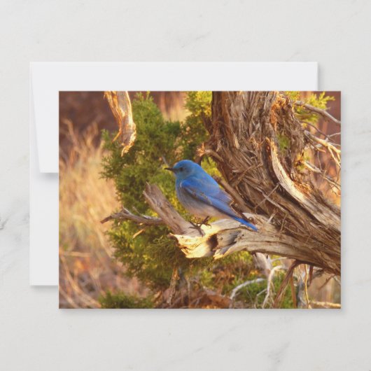 Berg Bluebird in Arches National Park (Voorkant)