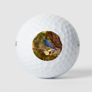 Berg Bluebird in Arches National Park Golfballen