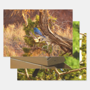 Berg Bluebird in Arches National Park Inpakpapier Vel