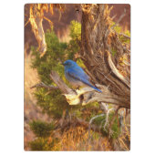Berg Bluebird in Arches National Park Klembord (Achterkant)