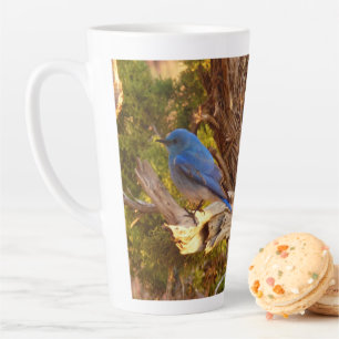 Berg Bluebird in Arches National Park Latte Mok