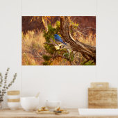 Berg Bluebird in Arches National Park Poster (Keuken)