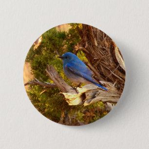 Berg Bluebird in Arches National Park Ronde Button 5,7 Cm