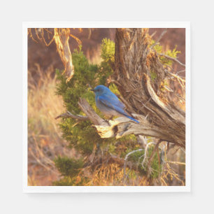 Berg Bluebird in Arches National Park Servet