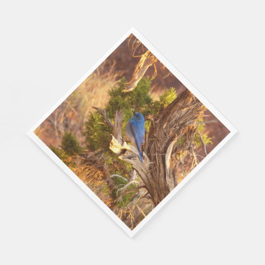 Berg Bluebird in Arches National Park Servet (Hoek)