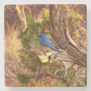 Berg Bluebird in Arches National Park Stenen Onderzetter