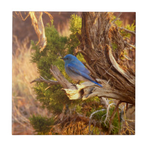 Berg Bluebird in Arches National Park Tegeltje