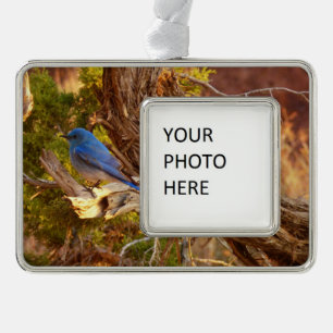 Berg Bluebird in Arches National Park Verzilverd Kader Ornament