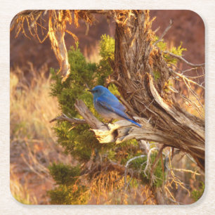 Berg Bluebird in Arches National Park Vierkante Kartonnen Onderzetter