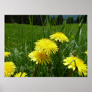 Berg Dandelions Poster