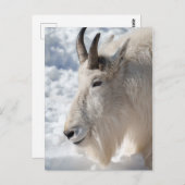Berg geit rust op sneeuw briefkaart (Voorkant / Achterkant)