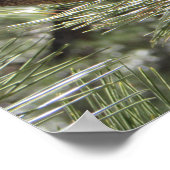 Berg kip in de pijnboom poster (Hoek)