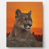 Berg leeuw op zonsondergang fotoplaat (Voorkant)