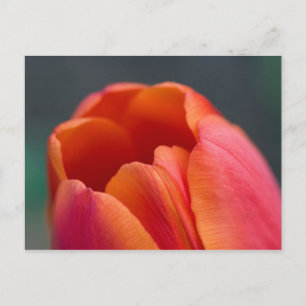 berg tulpen briefkaart