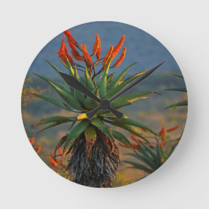 Bergaalwyn (Aloe Marlothii Berger) 2 Ronde Klok
