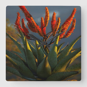Bergaalwyn (Aloe Marlothii Berger) Vierkante Klok