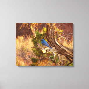 Bergblauwe Rietzanger in Arches National Park Canvas Afdruk