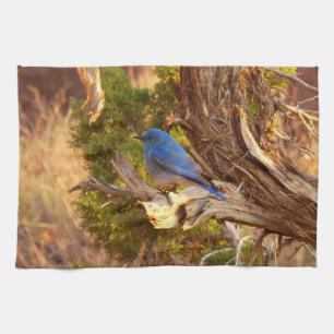 Bergblauwe Roodborstlijster in Arches National Par Theedoek