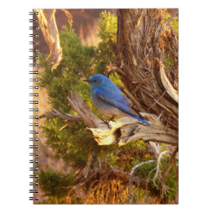 Bergblauwe Zanger in Arches National Park Notitieboek