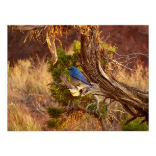 Bergblauwe Zanger in Arches National Park Perfect Poster