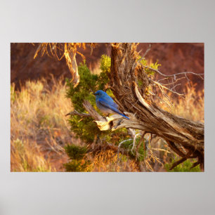 Bergblauwe Zanger in Arches National Park Poster