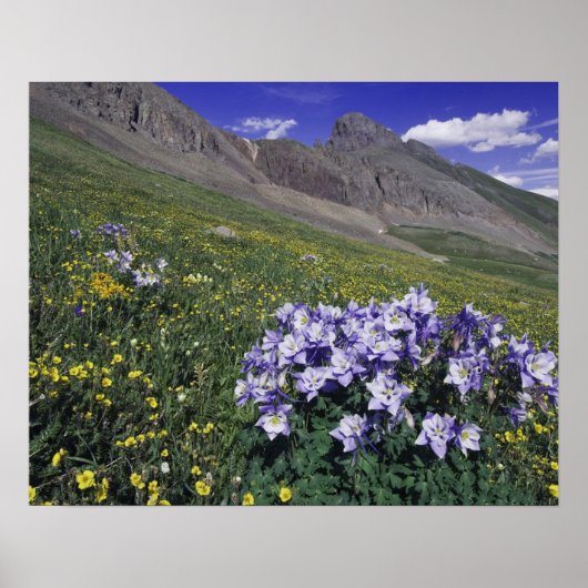 Bergen en wilde bloemen in alpenwei, blauw poster (Voorkant)