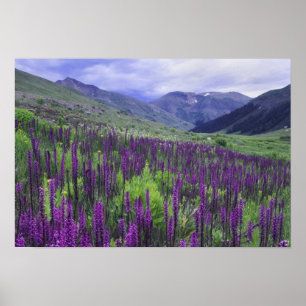 Bergen en wilde bloemen in alpiene weide, 2 poster