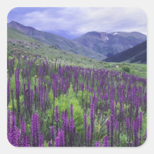 Bergen en wilde bloemen in alpiene weide, 2 vierkante sticker