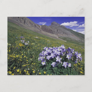 Bergen en wilde bloemen in alpiene weide, Blauw Briefkaart
